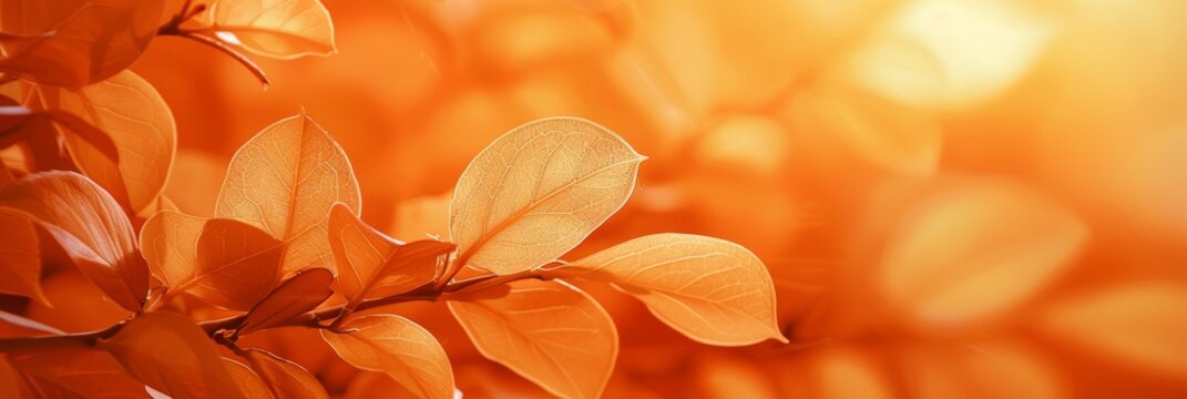 Vibrant orange nature backdrop for design and presentations, serene and refreshing