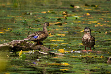 Ducks in the lake