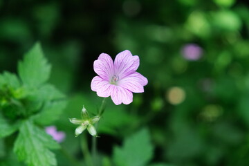 Geranium. Single light flower against a background of a green plant. Five petals. Blurred background. White-violet color. Summer day. Close view.