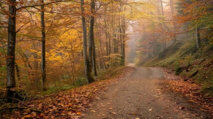Obraz premium Misty forest path with fall foliage