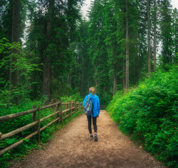 Obraz premium Woman in a blue jacket with backpack is walking on a forest trail, trees with lush green foliage in summer. Slim girl on the path with a wooden fence. Hiking and travel in Dolomites, Italy. Nature