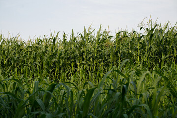 Fototapeta premium green corn field in summer