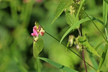 Männlicher Zitronenfalter (Gonepteryx rhamni) an Wilder Platterbse (Lathyrus sylvestris)