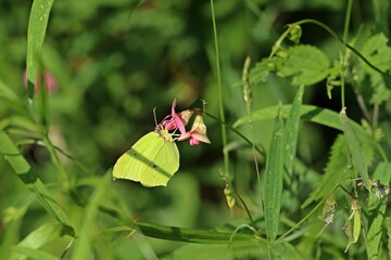 Männlicher Zitronenfalter (Gonepteryx rhamni) an Wilder Platterbse (Lathyrus sylvestris)