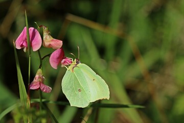 Weiblicher Zitronenfalter (Gonepteryx rhamni) an Wilder Platterbse (Lathyrus sylvestris)