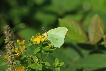 Weiblicher Zitronenfalter (Gonepteryx rhamni) an Echtem Johanniskraut (Hypericum perforatum)