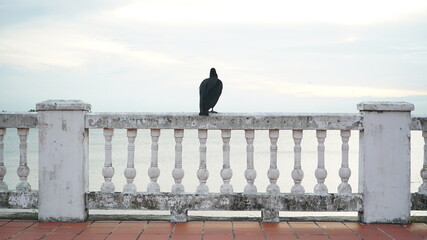 crow on the fence