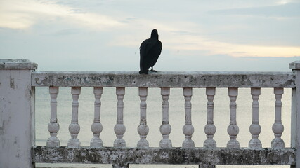 black bird on the pier