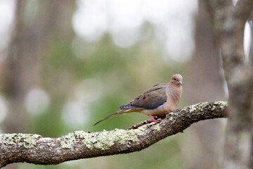 Mourning dove