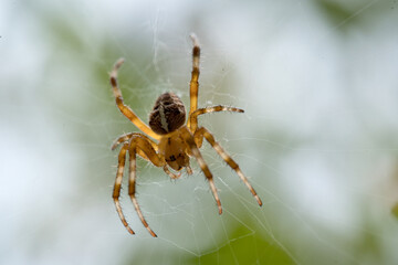 Garden spider in front of green background, selective focus