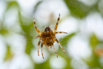 Macro shot of a garden cross spider in front of a green background