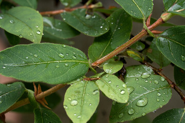 Water droplets on leaves of a blueberry plant - macro shot