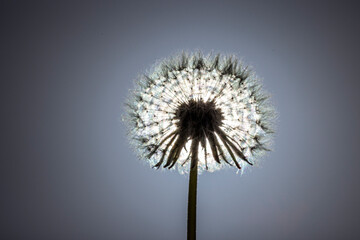 Obraz premium Closeup of dandelion seeds blocking the sun