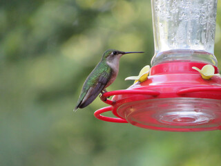 Hummingbird Perch
