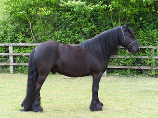 Rare Breed Dales Pony