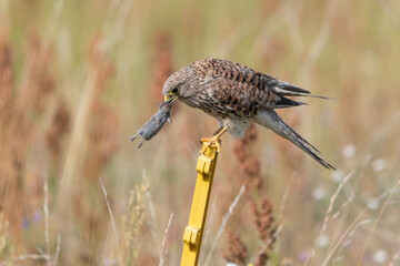 Turmfalke