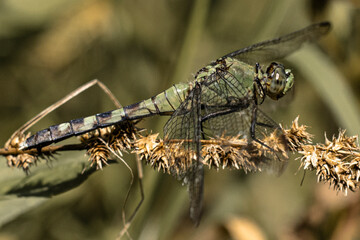 Dragonfly in the weeds