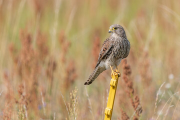 Turmfalke