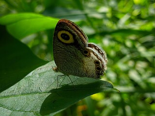 Fototapeta premium butterfly on leaf