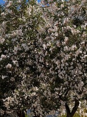 cherry tree blossom