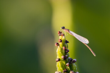 Close up shot of damselfly on the plant bud.
