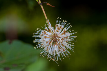 Common Buttonbush plant also known as Cephalanthus occidentalis