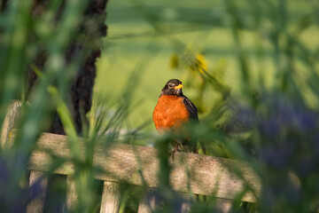 American Robin bird on the tree branch close up view.