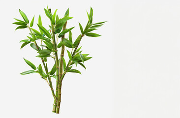 Naklejka premium Bamboo tree, plant leaf, stem, and stick, Hyper-realistic, highly detailed, space to copy text 