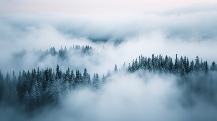 A serene winter scene of a forest covered with fog, showcasing towering spruce trees peeking through the mist. A tranquil representation of nature's quiet beauty and solitude.