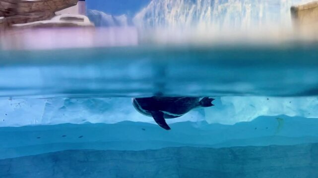 Quick joyful penguin floating and swimming in water inside oceanarium