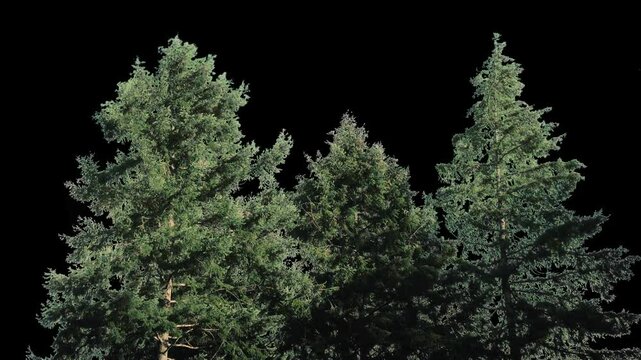 Trees In Strong Winds Isolated With Alpha Channel