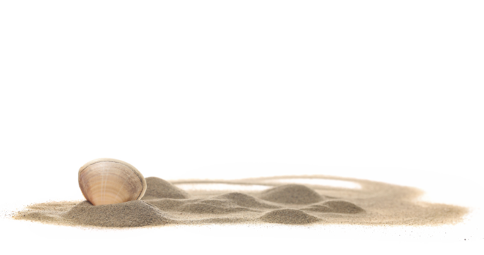 Sea shells in sand pile isolated on white background	