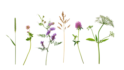 Wildflowers isolated over white background.