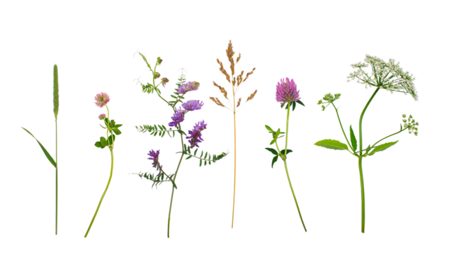 Wildflowers isolated over white background.