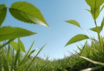 Lush green grass under a clear blue sky