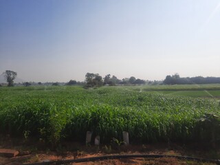 Agricultural farm land in Rajasthan, India