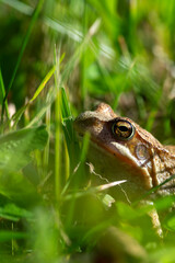 The serene frog is peacefully resting in a lush green habitat, blending in with its surroundings. Frog's eyes close up
