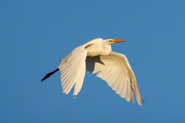 Little egret (Egretta garzetta).