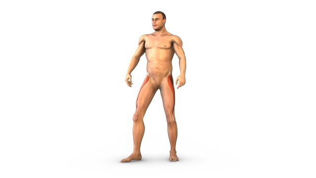 Human Muscular System rectus femoris muscles