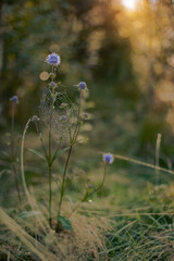 dramatic natural autumnal environment space with central view narrow focus on lonely flower plant and spider bed vertical photography