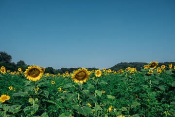 Obraz premium Beautiful summer field full of blooming sunflowers in a sunny day. Natural rustic landscape for background.