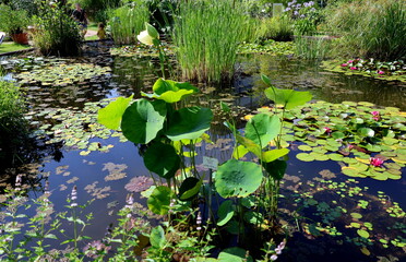 Seerosenteich im Botanischen Garten in Freiburg im Sommer