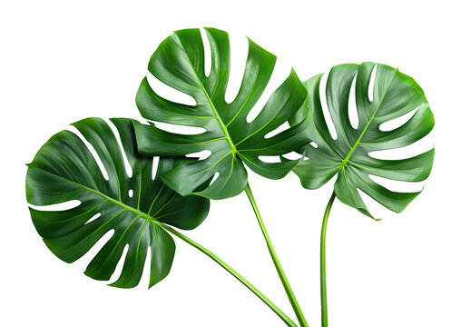 Three tropical monstera leaves, cut out