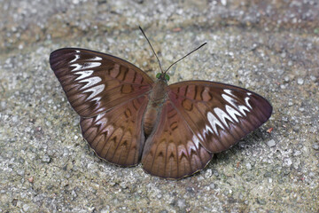 beautiful colorful butterfly with spread wings on concrete wall