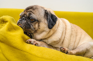 Funny close up portrait of old pug dog