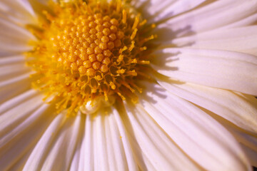 beautiful white chamomile flowers grow in the field