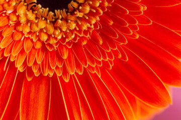 close-up of a beautiful Gerber Jameson flower in the garden