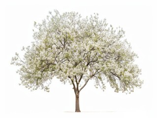 Obraz premium Stunning Bradford Pear Tree: A Photographic Study in Isolation