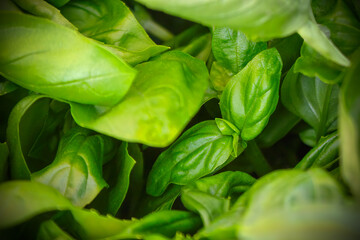 fresh basil green herb delicious italian spice leaves