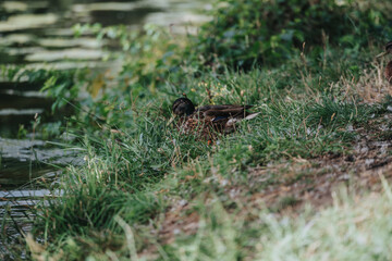 Wild duck resting peacefully on a grassy bank by a pond. Calm natural setting with lush greenery and serene waterside atmosphere.